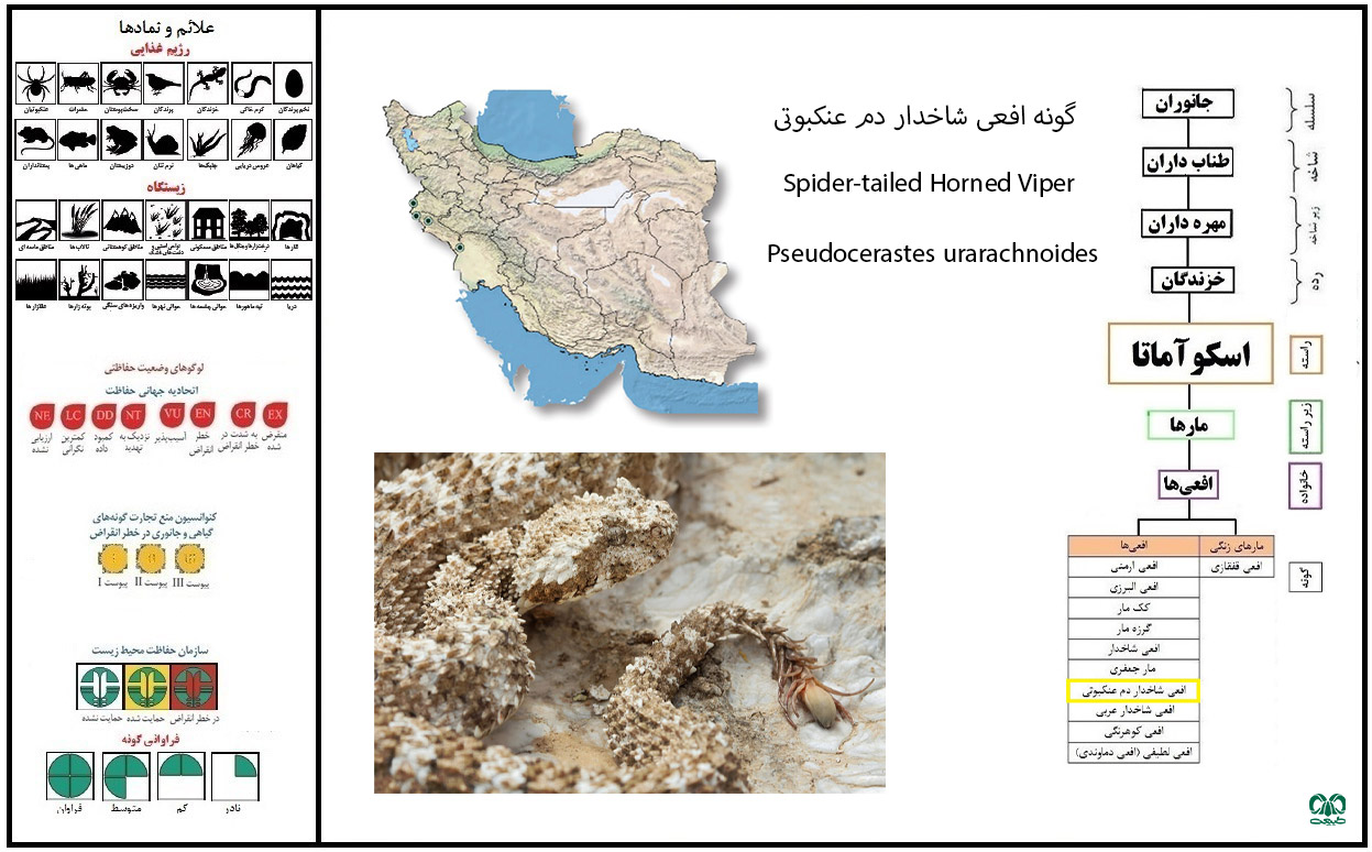 Spider-tailed Horned Viper