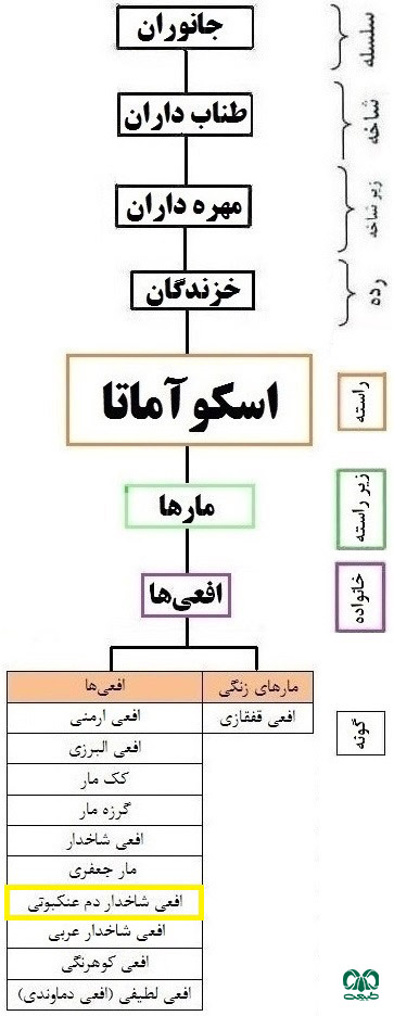 طبقه‌بندی گونه افعی شاخدار دم عنکبوتی