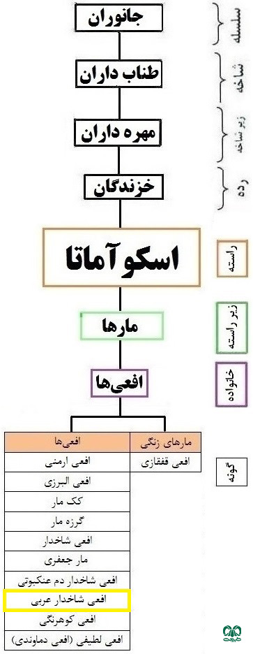 طبقه‌بندی گونه افعی کوهرنگی