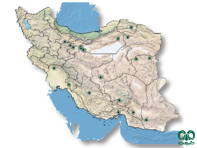 مار شاخدار ایرانی در ایران