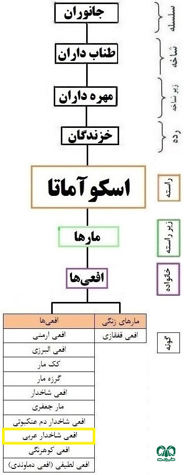 طبقه‌بندی گونه افعی شاخدار عربی