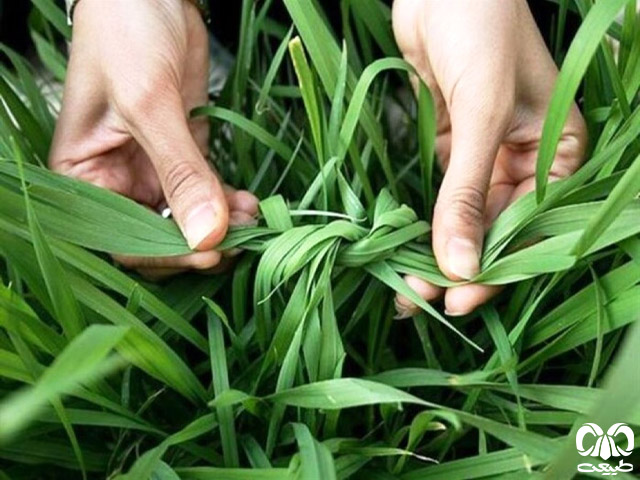 سبزه گره زدن در روز سیزده بدر سبزه گره زدن