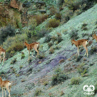 سفر به پارک ملی گلستان